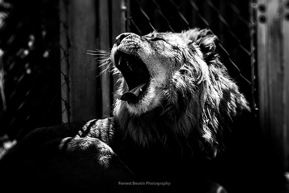 The Lion's Yawn