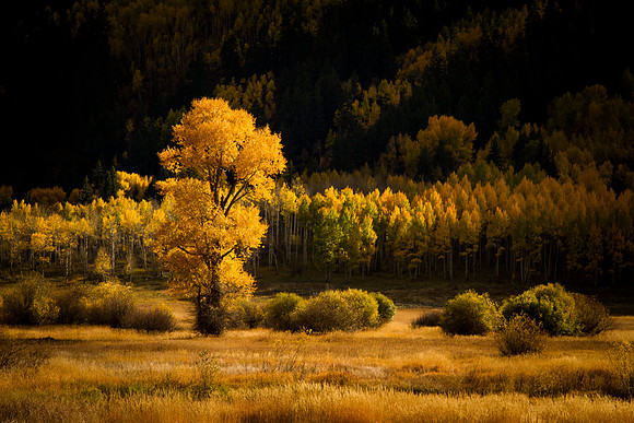 Autumn in Aspen