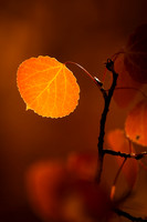 Autumn Ambiance 09-25-2024