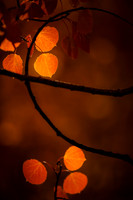 Autumn Loop 09-25-2024