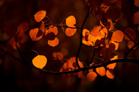 Autumn Woods 09-25-2024